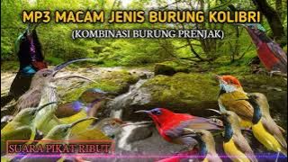 suara Pikat segala jenis burung Kolibri ribut MP3‼️