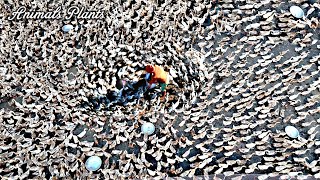 Duck | flocks of laying ducks produce millions of eggs & The farming season is difficult.