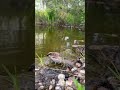 Close-Up Sparrow Bath in 4K | Relaxing Water Sounds & Nature ASMR