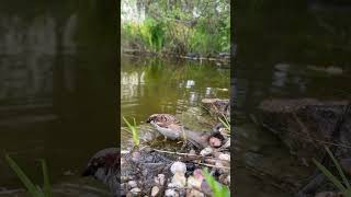 Close-Up Sparrow Bath in 4K | Relaxing Water Sounds & Nature ASMR