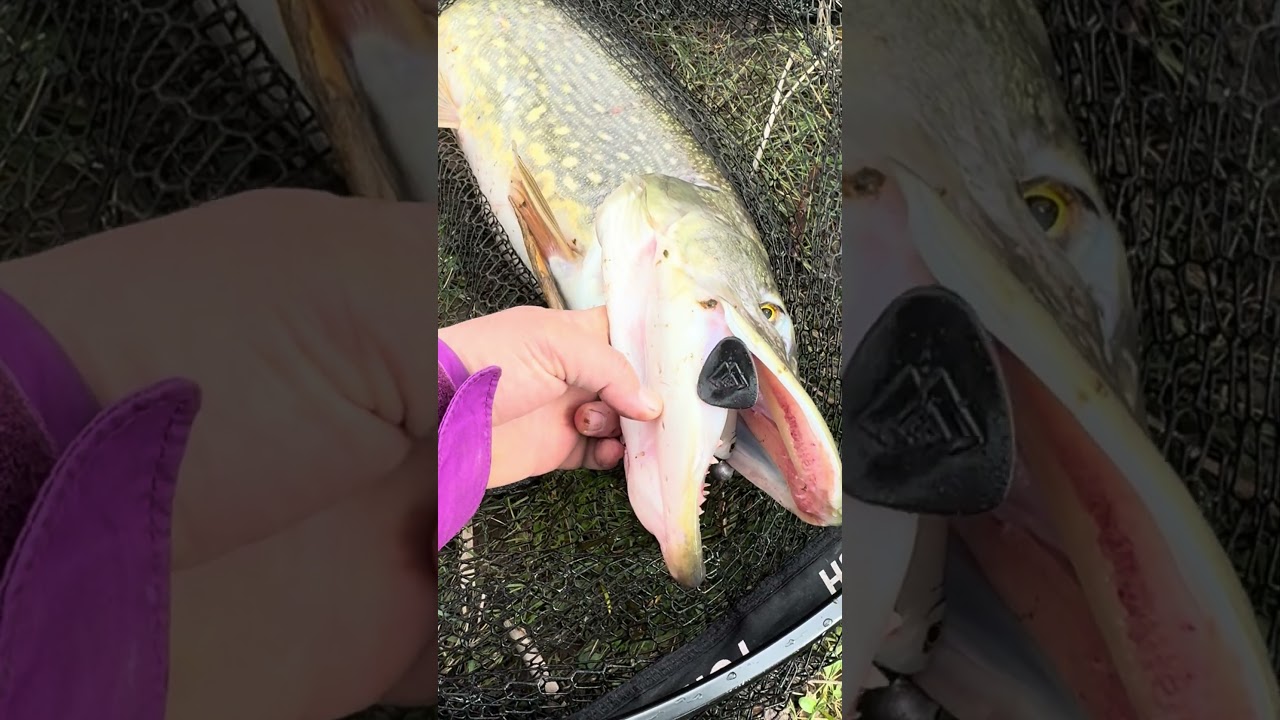 Las fauces de la bestia ! 