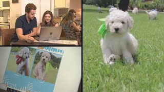Phoenix couple ripped off trying to buy puppy online