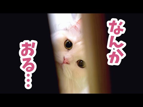 【神回】猫と人間が本気でかくれんぼしたら面白すぎました笑【関西弁でしゃべる猫】