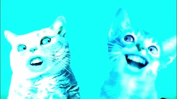 Preview 2 numa cat not sure what I did to