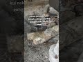 penguapan tahu