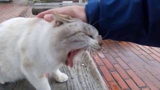 雨の公園、トントン猫が膝の上で寝る