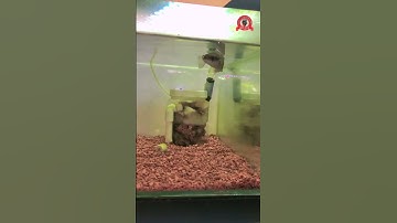 Cám Form Cá Lóc Batik