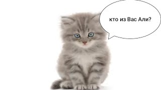 В Казахстане кот пришел ,чтобы выбрать себе хозяина #youtube #топ