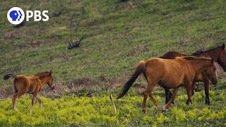 Meet Portugal's 20,000-Year-Old Wild Horses screenshot 1