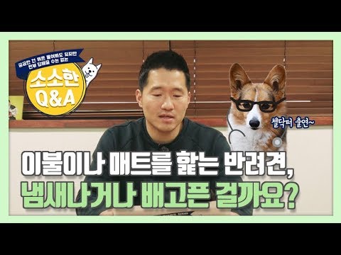 이불이나 매트를 핥는 반려견, 냄새나거나 배고픈 걸까요? ｜강형욱의 소소한 Q&A