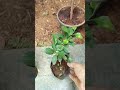 Nursery plants 🌿💚🪴