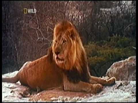 Amazing: A Lion named christian befriends 2 human ...
