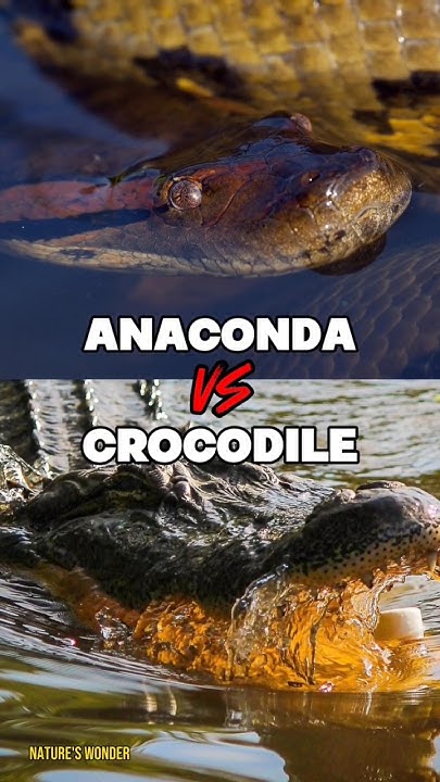 Anaconda vs Crocodile who wins? #anaconda #crocodile #animalvsanimal #