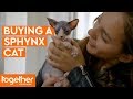 Buying a Sphynx Kitten | Ronnie's Animal Crackers の動画、YouTube動画。