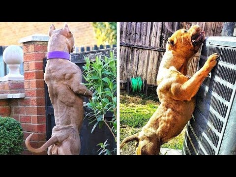 Video: Boxer Hondenras Hypoallergeen, Gezondheid En Levensduur