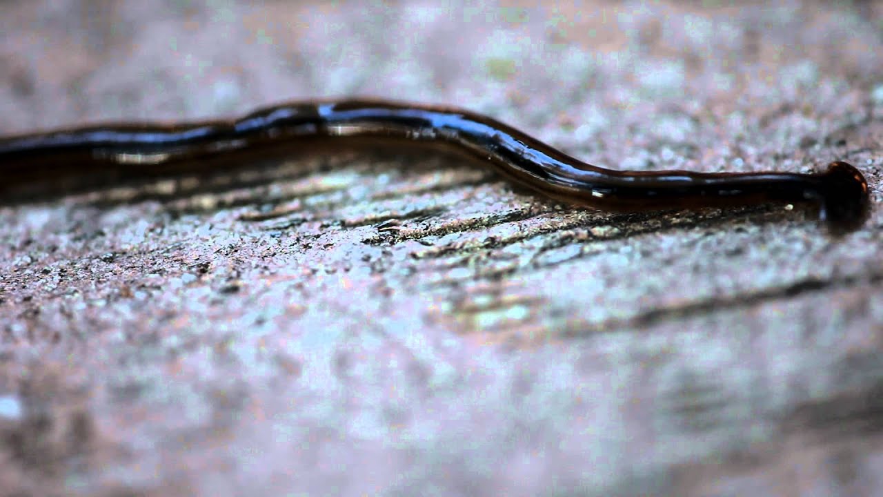Hammerhead flatworm macro video YouTube