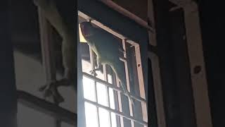 #parrot #parrot #parrot #fahadhfaasil