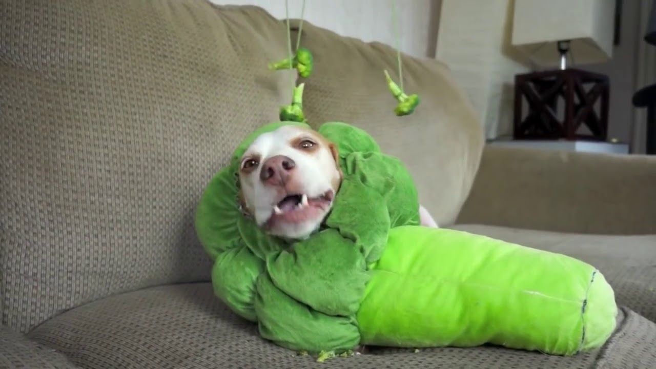 Broccoli dog costume Clearance