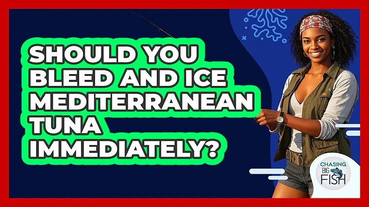 Should You Bleed And Ice Mediterranean Tuna Immediately? - Chasing Big Fish