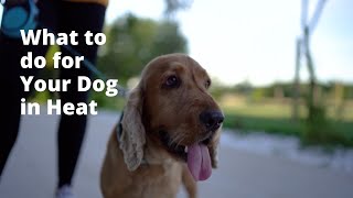 What Should You do For Your Female Dog in Heat?