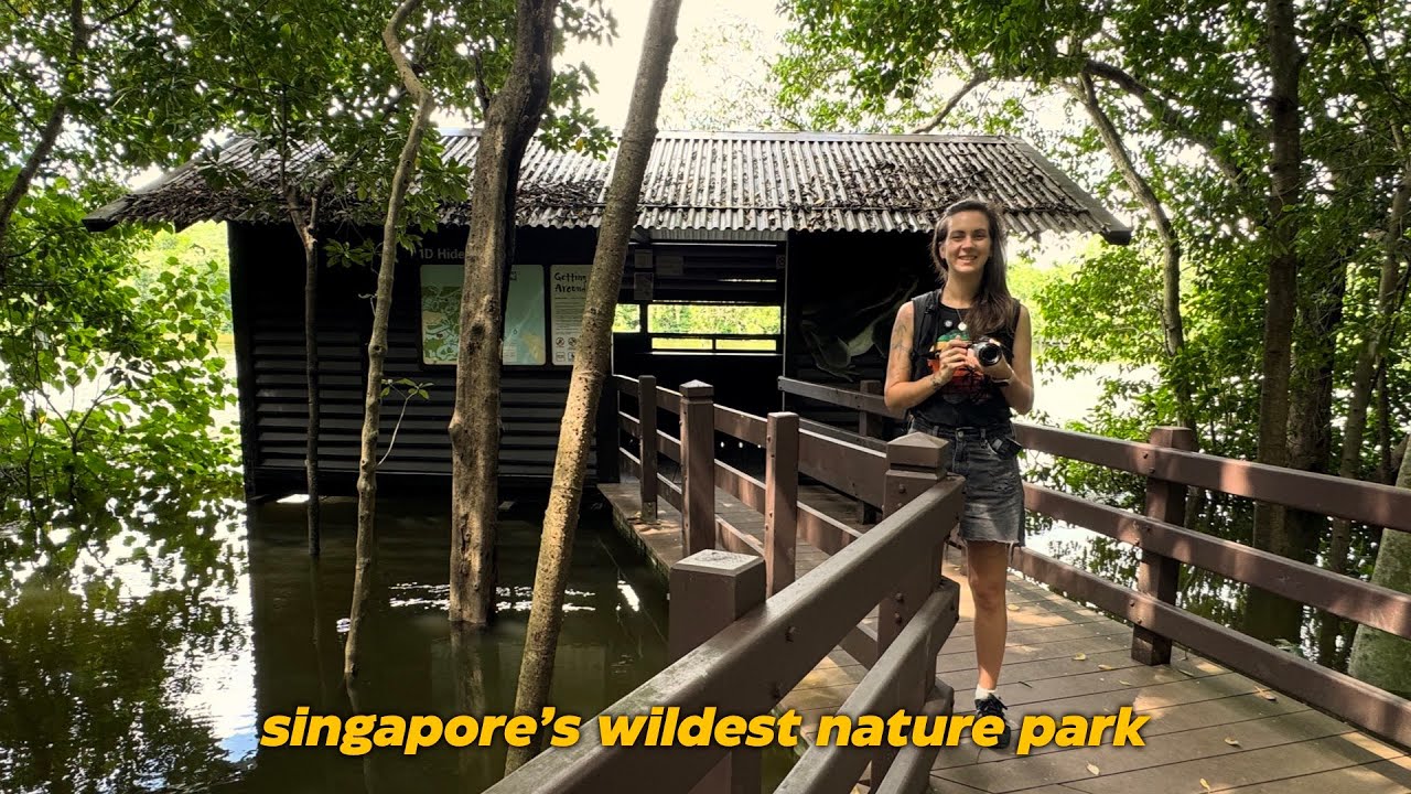 singapore's wild west - monster lizards // migratory bird trail, sungei buloh wetlands reserve