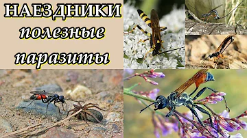 НАЕЗДНИКИ - Полезные паразиты