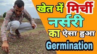 मिर्ची का Germination हुआँ जबरदस्त!! ?