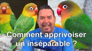 Comment apprivoiser un Inséparable  How to tame a Lovebird