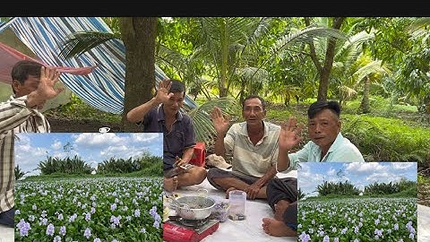 Câu cá rô đồng về cù lau hái bông lục bình nấu canh chua lai rai cùng em cháu 