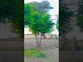 beautiful scenery and atmosphere| 🎉🥰👏🤩 | #song #kabootar #weather #greenery #village #villagelife