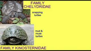 REPTILE EXAM: TURTLE FAMILIES.avi