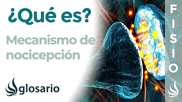 ¿Qué es la nocicepción y en qué consiste?