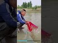 Incredible net casting man catching tremendous fish in the natural river fishingwithnet fishing
