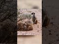 From Vulnerable Pup to Wild Survivor: A Baby Meerkat's Journey