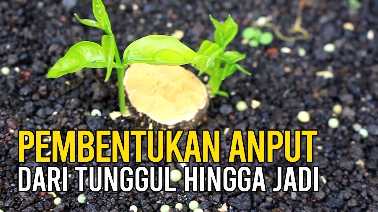 Proses Pembentukan Pohon Bonsai Anting Putri dari Tunggul hingga Jadi