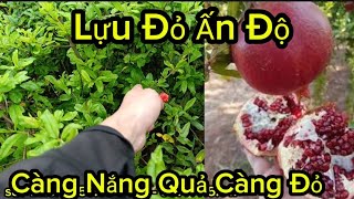 Giống Lựu Ấn Độ Nhập Khẩu Chuyên Trồng Chậu Tại Việt Nam Cho Quả To Sai Chĩu Cây