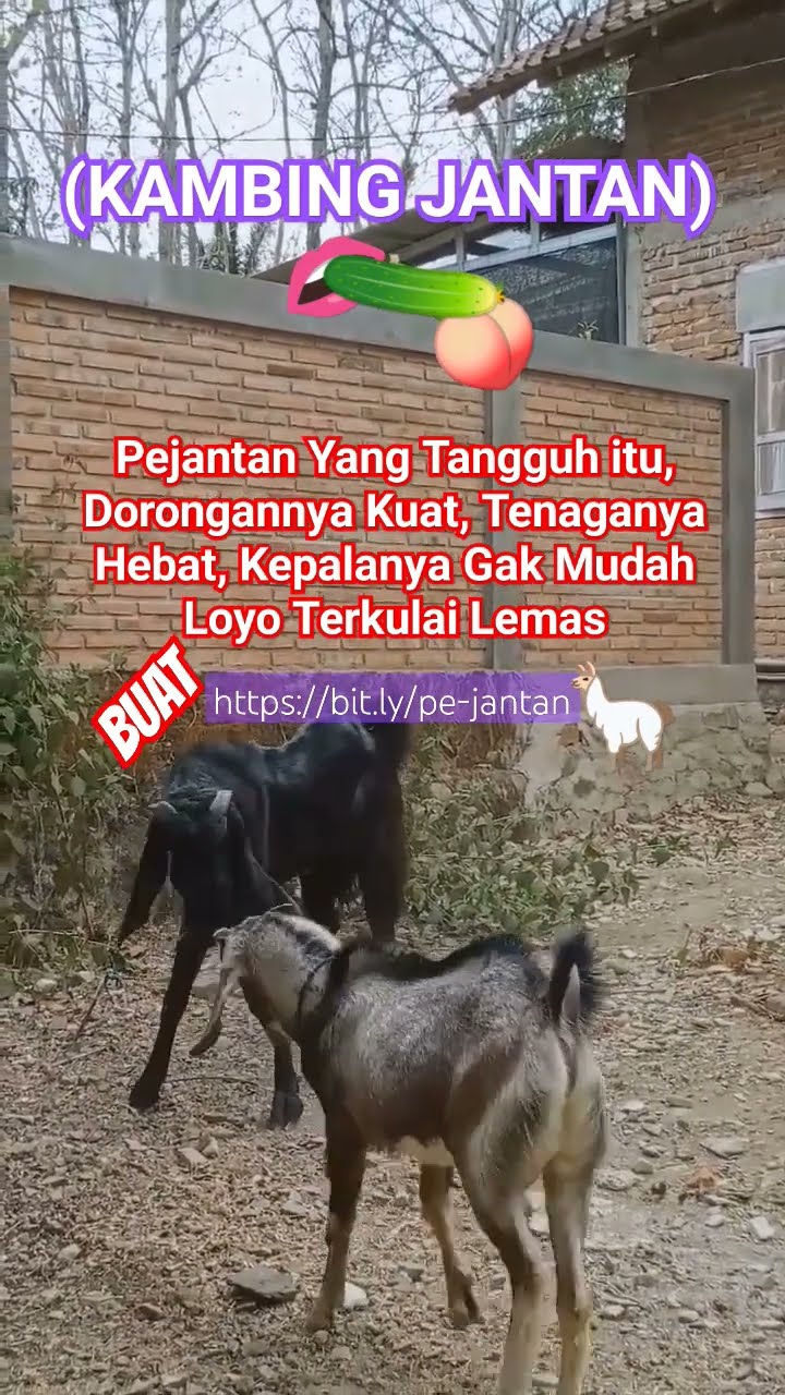 Kambing Jantan Berantem, Pejantan Tangguh itu Doronganya Kuat, Tenaganya Hebat, Gak Mudah Lemes Meme