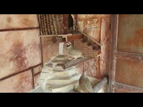 طيور الفزن والحجل الشنار مع حمزة دراج