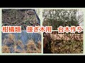 柑橘類、接ぎ木用　台木作り　このやり方でほとんど根付く　カラタチ挿し木