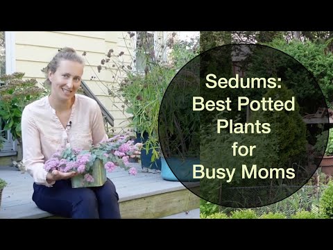 Videó: A sedumok felborulnak – a legjobb, nehéz sedumnövények javítása