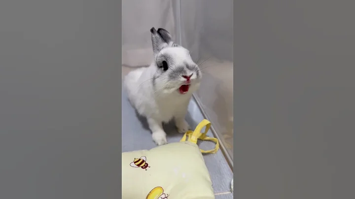Rabbit Yawns #animal #pet #pets #short #shorts #youtubeshort #shortsvideo#viral#ytshorts#viralshorts