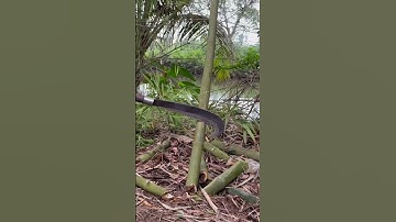 Tôi làm con dao quắm phát rẫy bằng thép vòng bi máy bay chặt cây tre như chặt chuối vậy