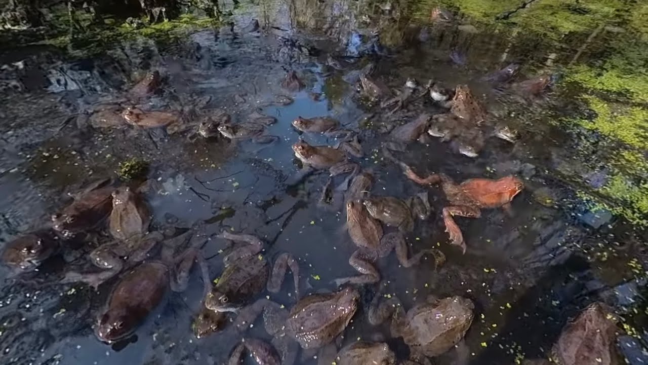 VR 360 the European Common Frog spring dance (part 1)