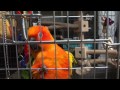 怒られてちょっとしょげてるコガネメキシコインコ