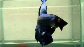 Sold Out Betta Splendens 1010-77 Royal Blue Sd Stm