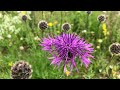 Wildflower Meadows I’ve Created in the Last 10 Years - 4K