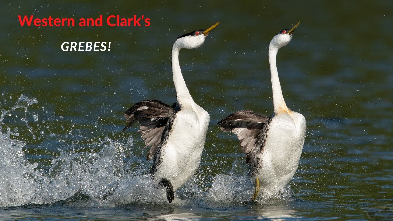 Western and Clarks Grebes