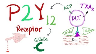 P2Y12 Platelet Receptor: Mechanism of platelet aggregation