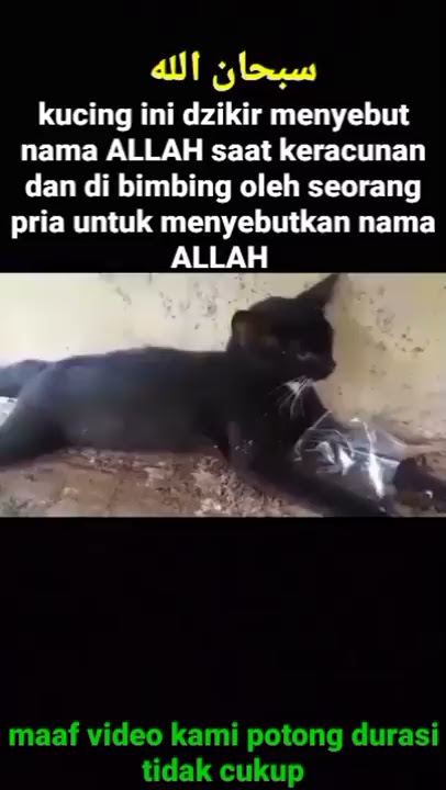 kucing dzikir saat sekarat menyebut nama ALLAH #shorts