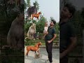 सही मम्मी पापा कौन से हैं 🤔~ mini wood toy - woodworking art skills / wood / hand crafts / #shorts